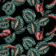 Red Tropical Maranta-Velvet