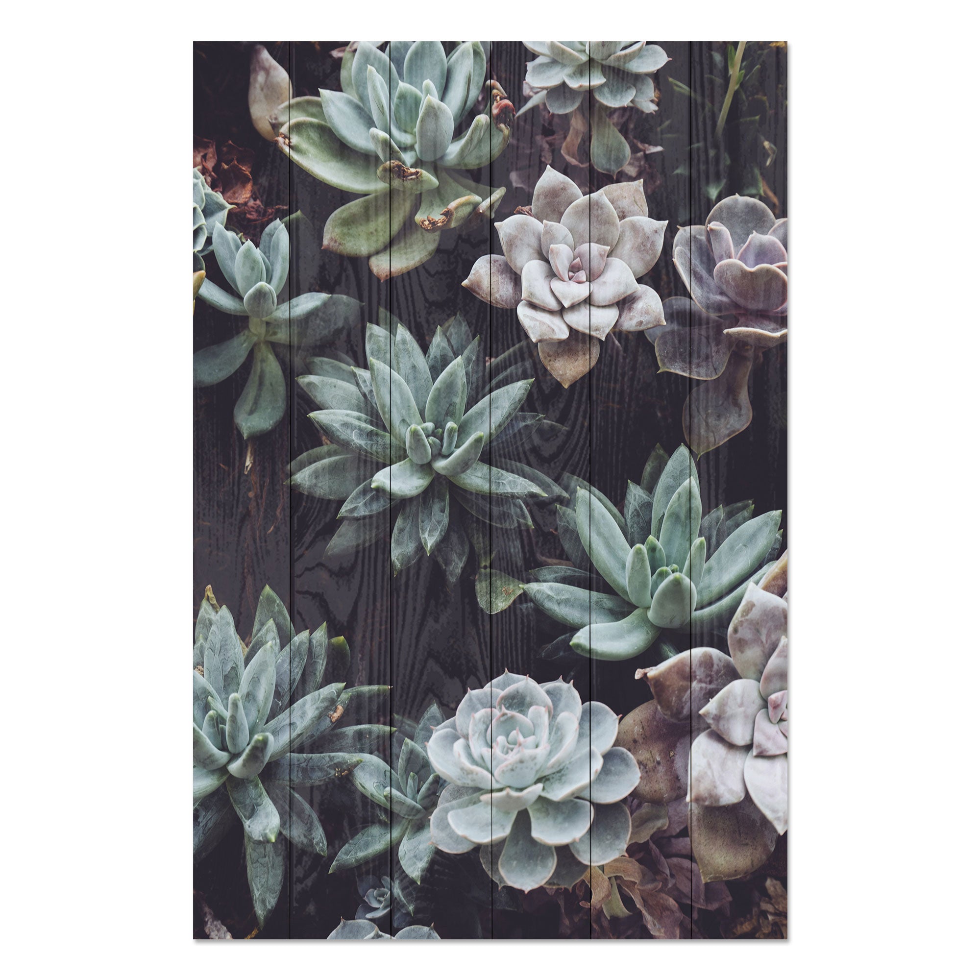 Wood Picture Succulents-40x60 cm