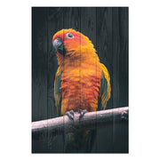 Bild Wood Papagei-50x70 cm