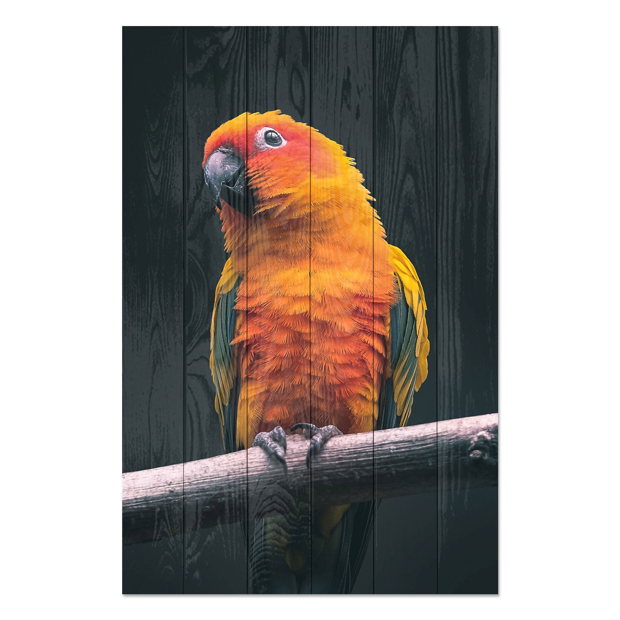 Bild Wood Papagei-50x70 cm