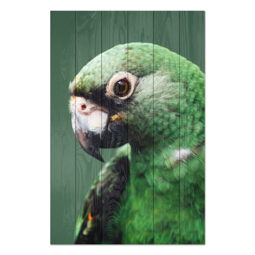 Bild auf Holz Parrot