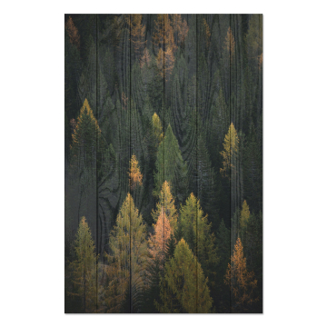 Bild auf Holz Coniferous Forest
