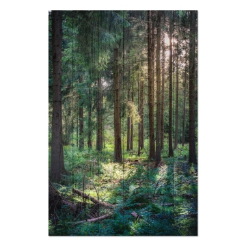 Bild auf Holz Forest in the Morning